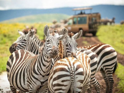 8 Days Lemosho Route Best Itinerary