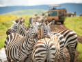 8 Days Lemosho Route Best Itinerary