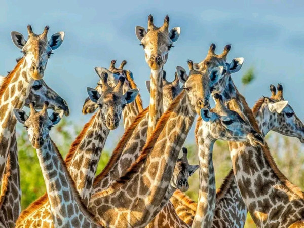 4 Days Safari Best Itinerary