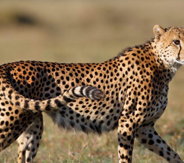 cheetah in serengeti