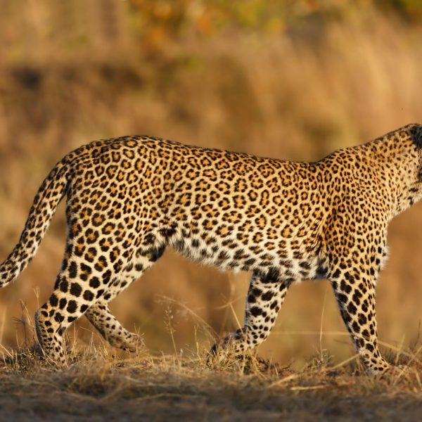 5 Day Safari