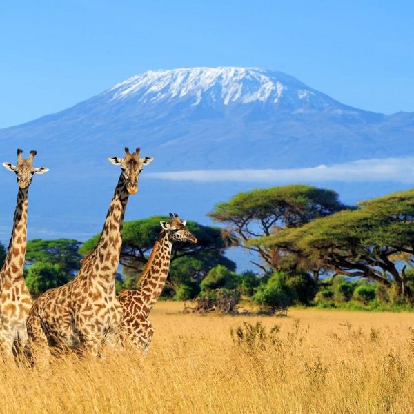 Discovery Kilimanjaro
