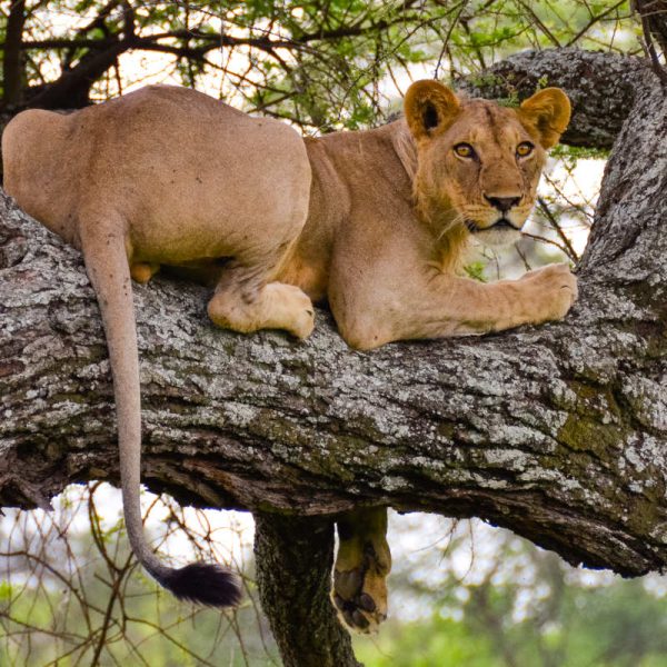Lake Manyara Day Trip