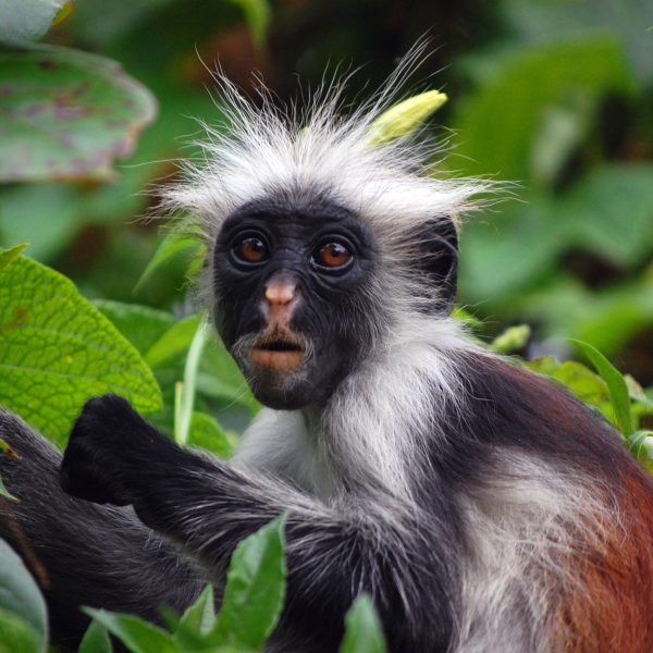 Red Colobus Monkey in Zanzibar