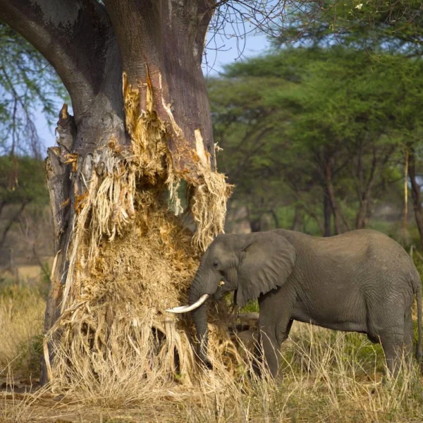 3 Day Adventure Safari