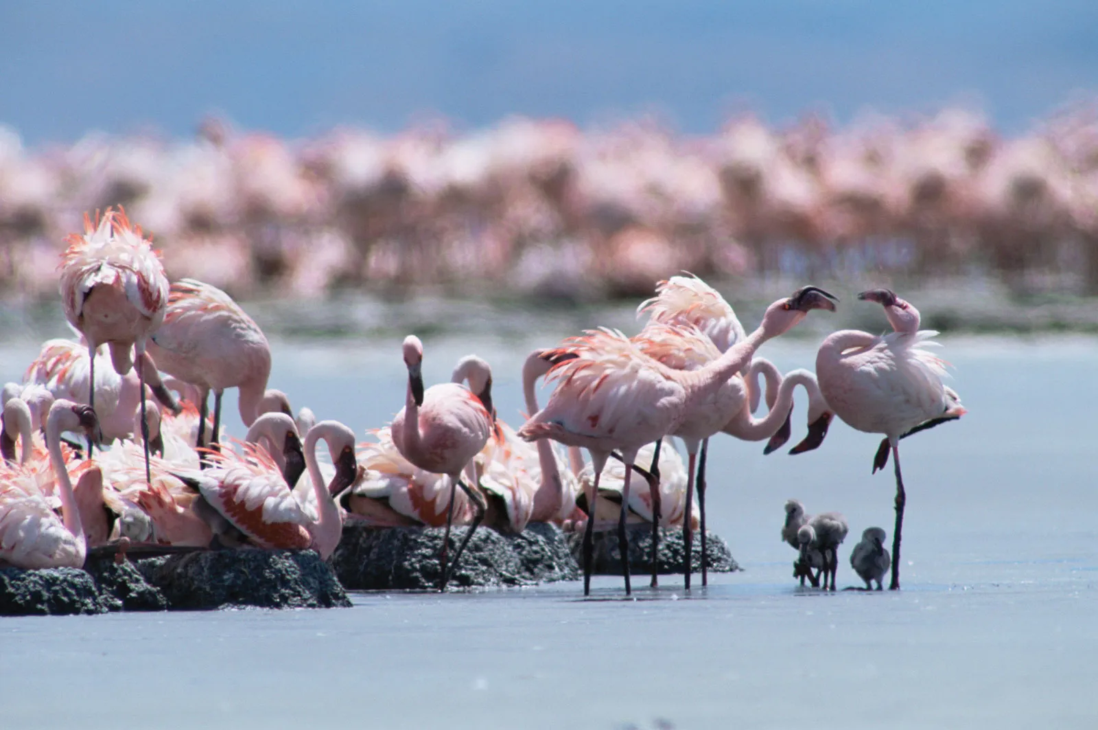 Lake Natron
