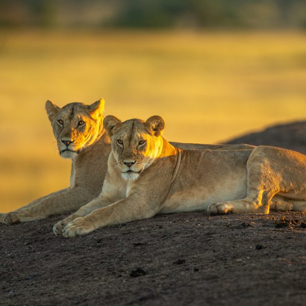 lions pride in serengeti
