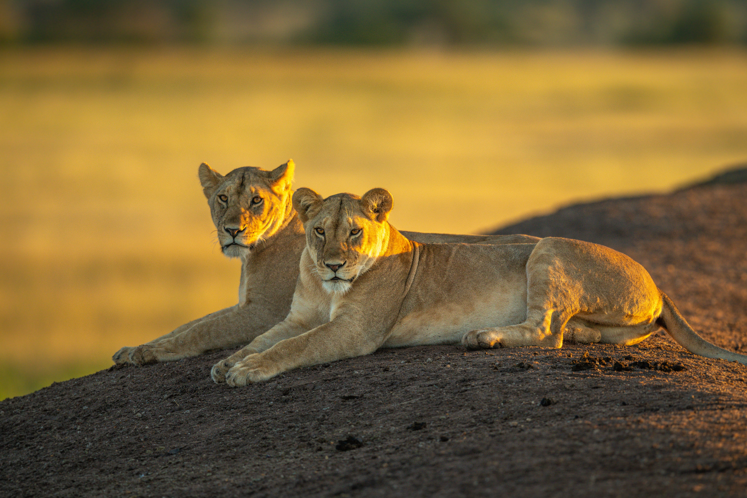 lions pride in serengeti